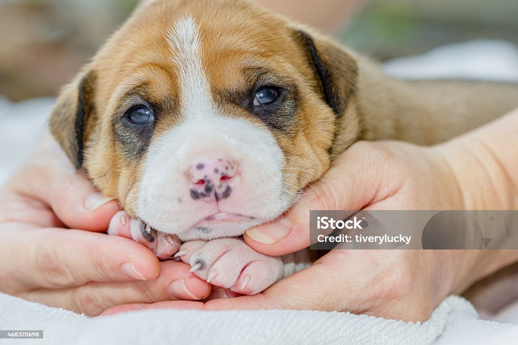 pit bull puppy dog pit bull puppy dog sleeping on white fabric 2015 Stock Photo