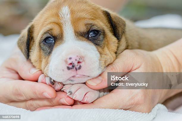 Pit Bull Puppy Dog Stock Photo - Download Image Now - 2015, Animal, Animal Body Part