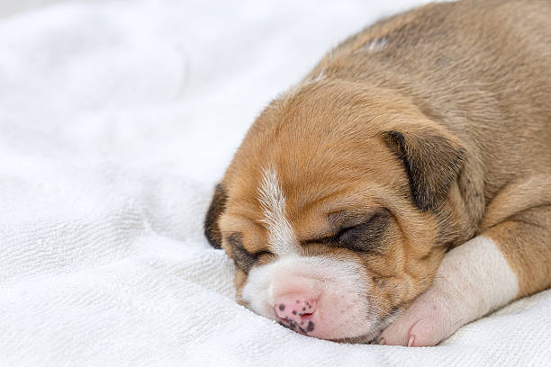istock pit bull puppy dog 468370710