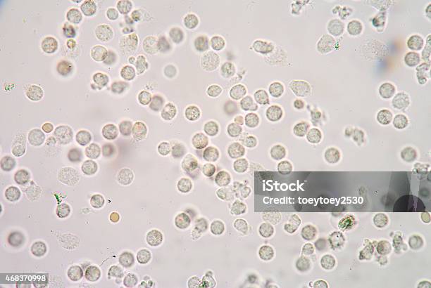 Leucocitos De Los Seres Humanos Foto de stock y más banco de imágenes de Leucemia granulocítica crónica - Leucemia granulocítica crónica, 2015, Anatomía