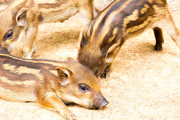 istock the portrait boar in the farm 468372170