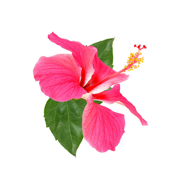 istock pink hibiscus flower isolated on white background 468372462