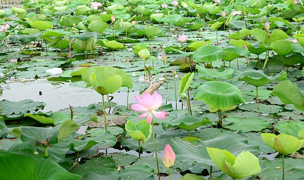 istock Pink water lilies in the pond. 468372536