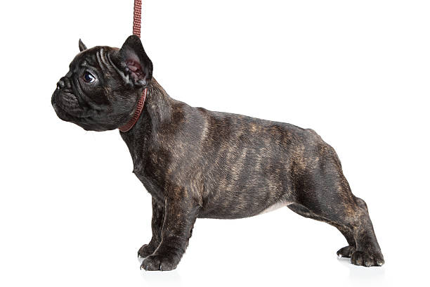 istock French Bulldog puppy on lead 468372869