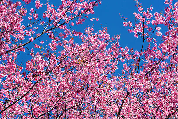 istock Pink sakura blossom flowers close-up 468374189
