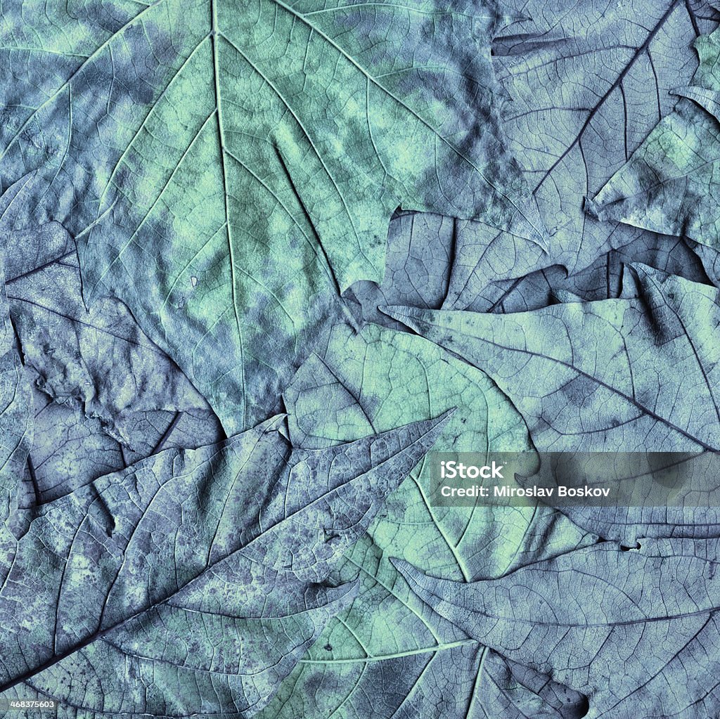 Hi-Res сухой клена осенью листва монохромный Greenish-синий гранж фон - Стоковые фото Без людей роялти-фри