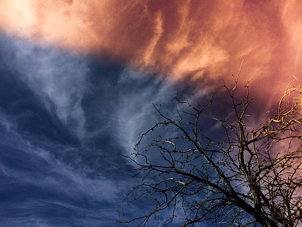 trees create a natural silhouette against the blue sky.  light leaks add color and intensity to the scenery.  horizontal composition taken in the sandia mountains of albuquerque, new mexico.  mobilestock composition taken with apple iphone.
