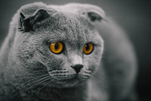 beautiful purebred scottish fold shorthair cat posing in front of camera. creamy bokeh is achieved with telephoto lens.