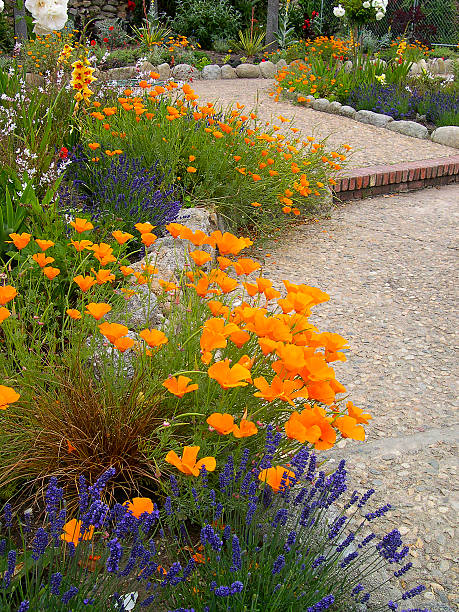 California Poppy and other flowers on Garden Path Carmel California stock photo