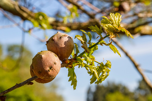 Oak galls are caused by a parasitic wasp