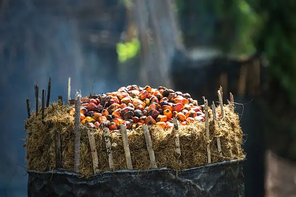 Palmoil - production in Burundi, palmnuts are cooked to get oil from the fruits. Palmoil is a very important cooking oil in Africa, Asia and America.