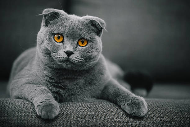 hermoso fold escocés gato de pelo corto en reposo - gato de pelo corto fotografías e imágenes de stock