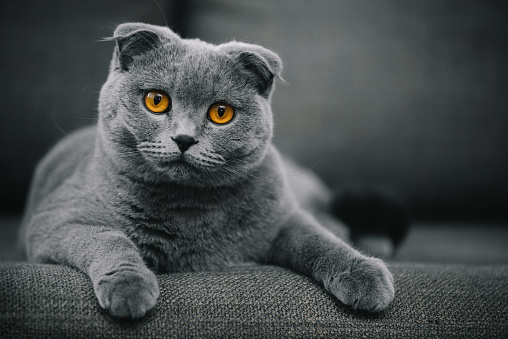 1K+ Grey Cat Pictures | Download Free Images on Unsplash