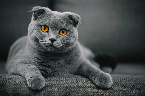 Scottish Fold Shorthair cat resting on chair beautiful purebred scottish fold shorthair cat posing in front of camera. creamy bokeh is achieved with telephoto lens. shorthair cat stock pictures, royalty-free photos & images