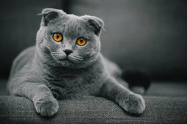 beautiful purebred scottish fold shorthair cat posing in front of camera. creamy bokeh is achieved with telephoto lens.