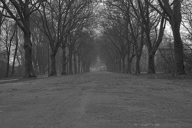 istock long road with bog trees black and white 468382144