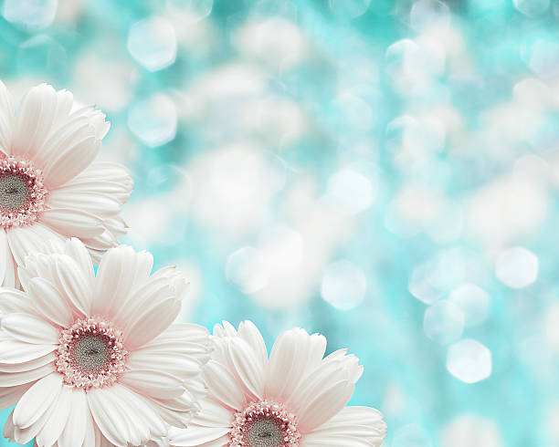 istock Floral border blurred background, flowers chamomile 468384934