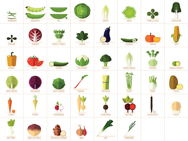 illustrations, cliparts, dessins animés et icônes de icônes de légumes - radicchio