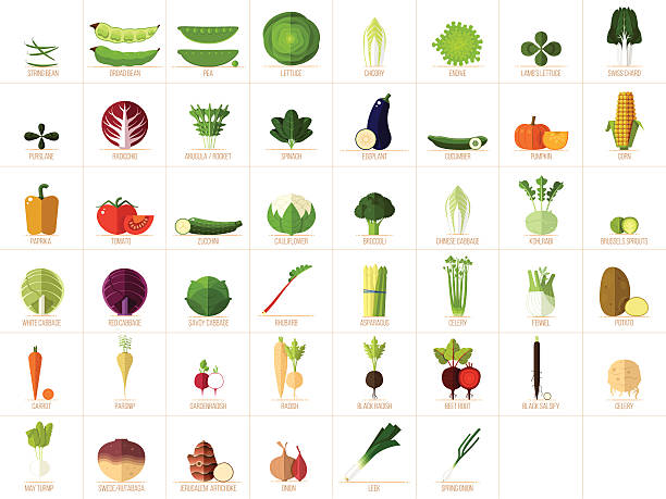 Vegetable Icons Set of 46 modern, flat vegetable illustrations/icons. runner bean stock illustrations