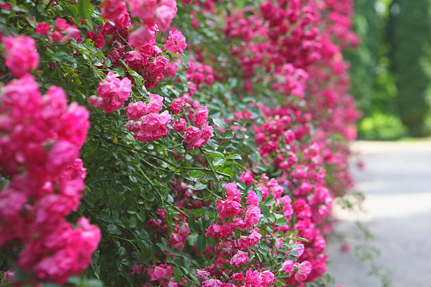 istock Climbing Rose Flammentanz 468385322