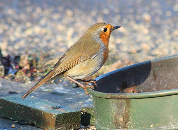 istock wild robin red-breast bird eat bird-seed from dish 468385350