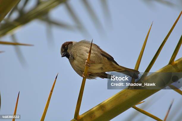 Cute Sparrow Stock Photo - Download Image Now - 2015, Animal, Animal Wildlife