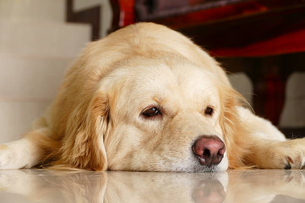 istock Sleepy Face Golden Retriever Dog 468385602