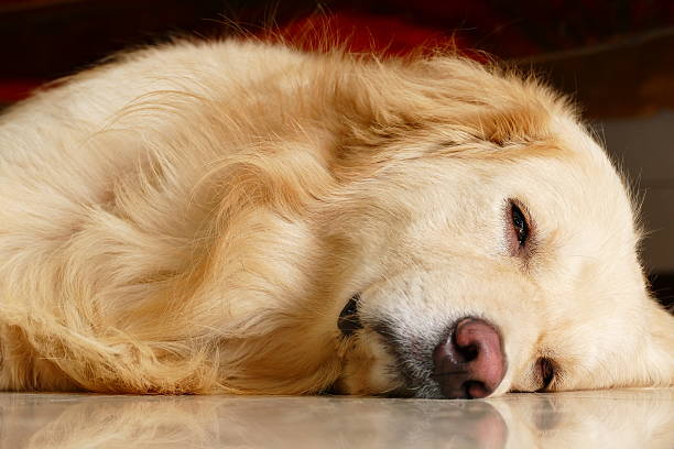 istock Sleepy Face Golden Retriever Dog 468385606