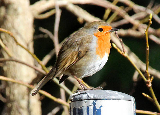 istock Image of wild robin red-breast bird perched on garden post 468386134