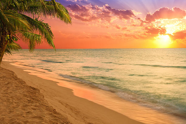 istock Caribbean beach with palm trees at sunset 468387132