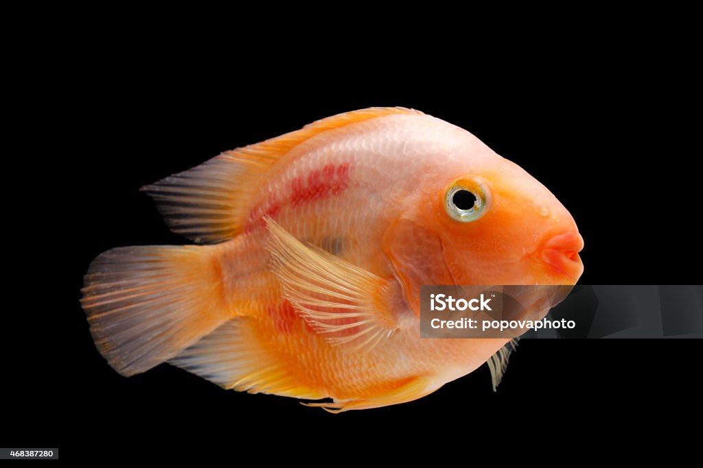Painted blood parrot cichlid Cichlasoma sp Painted blood parrot cichlid (Cichlasoma sp.) on black background 2015 Stock Photo