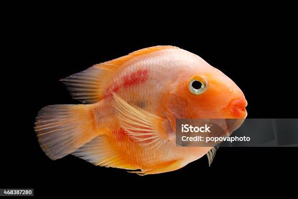 Painted Blood Parrot Cichlid Cichlasoma Sp Stock Photo - Download Image Now - 2015, Animal, Animal Blood