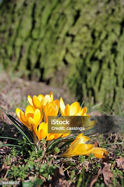 The First Spring Crocuses Stock Photo - Download Image Now - 2015, Beauty In Nature, Blossom