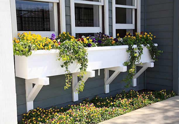 Window box of old fashioned Pansies and Ivy below old fashioned Double Hung Cottage Windows.   An Idea and window seldom seen anymore.