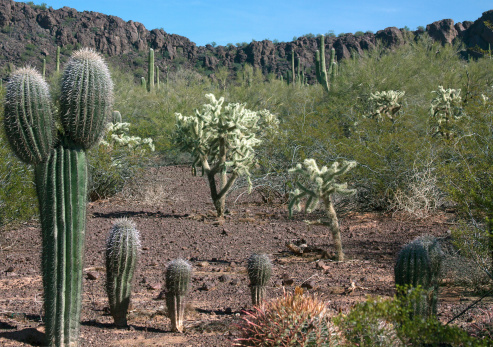 View of Tucson, Arizona Desert plants and Cactus. Young desert Saguaros and Cholla jumping cactus