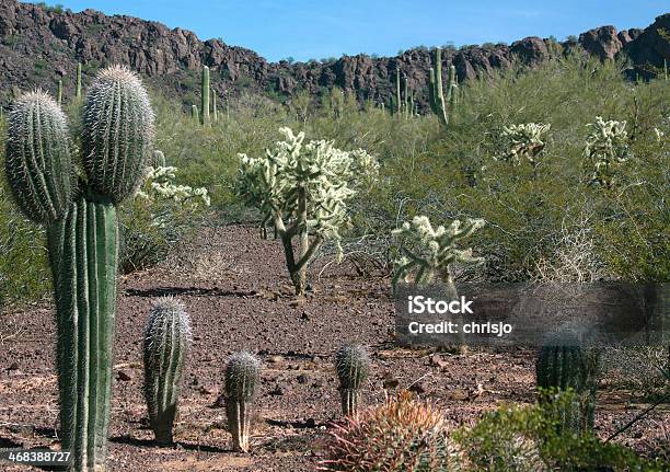 Arizona Desert Saguaros Stock Photo - Download Image Now - Arizona, Cactus, Cholla Cactus