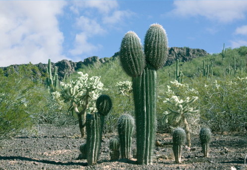 View of Tucson, Arizona Desert plants and Cactus. Young desert Saguaros.