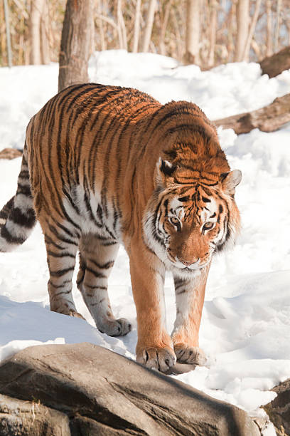 istock The Siberian tiger 468389412