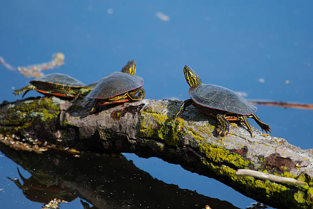 istock Painted Turtles Basking in the Sun 468392249