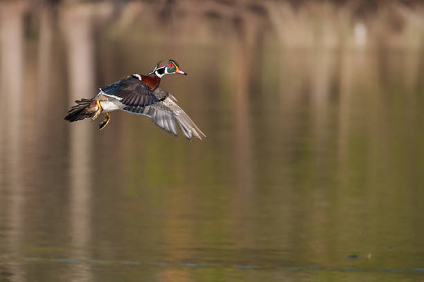 istock Male wood duck in flight 468392591