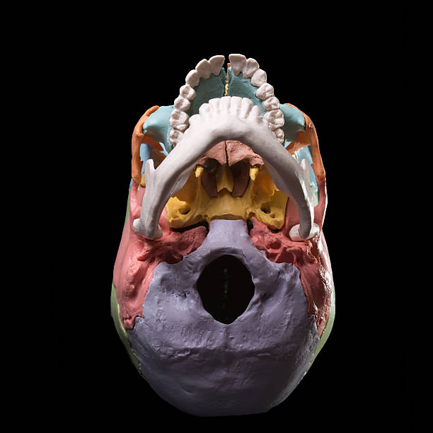 istock Model of a human skull 468392946