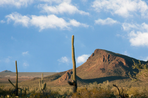 View of Tucson, Arizona Desert and Sahuaro Cactus. Desert mountains, blue sky and view of city limits