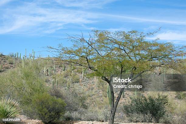 Pustynia Drzew I Sahauros - zdjęcia stockowe i więcej obrazów Bez ludzi - Bez ludzi, Drzewo, Fotografika