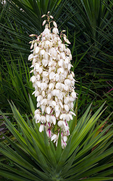 istock Flowering Yucca Plant 468394693