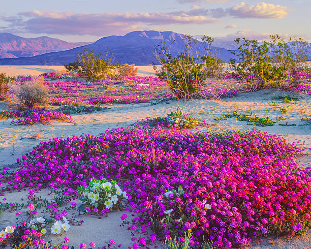 istock Anza Borrego Desert State Park, California 468394811