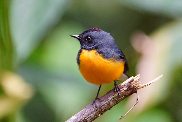 istock Slate-throated whitestart 468397162