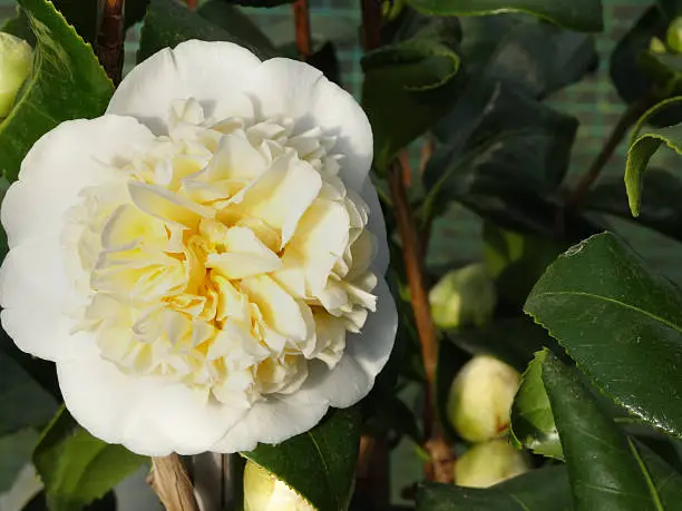 Photo showing a beautiful double flower on a cream / white camellia, pictured in the spring just as the blooms are starting to fully open, together with flowerbuds.  Camellias provide lots of colour in the garden at the end of winter, being the perfect plant for partial shade and damp conditions.  However, they do require an acid, ericaceous soil.