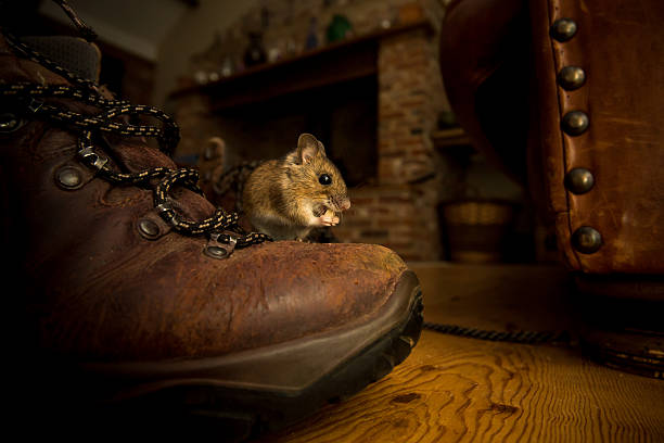 House Mouse House mouse (Mus musculus)  mus musculus stock pictures, royalty-free photos & images