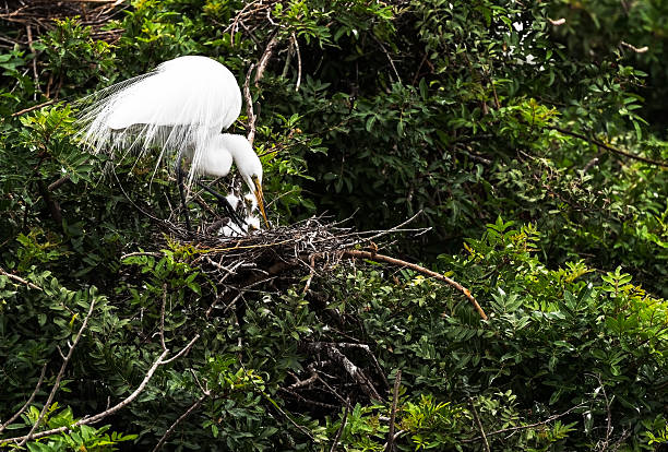 istock Female Great Egret with her Young 468399298