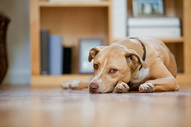 mixed-breed dog - obedience pets loneliness looking at camera stock-fotos und bilder